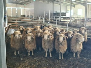  porci de vânzare   14 lei kg   berbeci băle de vânzare   1.500 lei bucata  - imagine 5