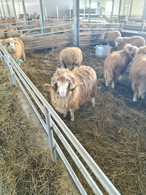  porci de vânzare   14 lei kg   berbeci băle de vânzare   1.500 lei bucata  - imagine 4