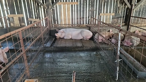  porci de vânzare   14 lei kg   berbeci băle de vânzare   1.500 lei bucata  - imagine 2