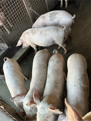 soldani marele alb disponibili 40-50kg