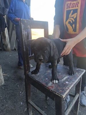 Disponibil femela cane corso - imagine 3