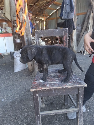 Disponibil femela cane corso - imagine 5