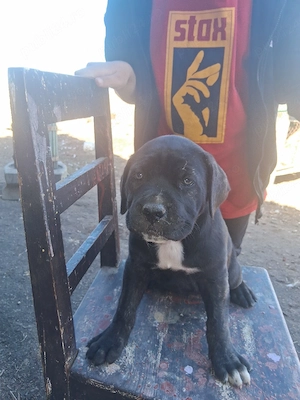 Disponibil femela cane corso - imagine 2