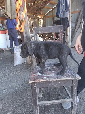 Disponibil femela cane corso - imagine 4