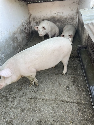 Porci de vânzare  - imagine 3