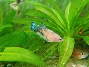Pesti exotici de acvariu molly xifo tetra zebre - imagine 3