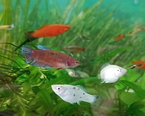 Pesti exotici de acvariu molly xifo tetra zebre - imagine 2