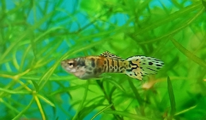 Pesti exotici de acvariu molly xifo tetra zebre - imagine 4
