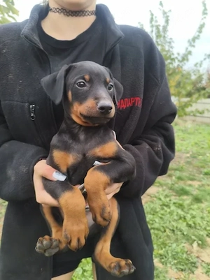 Doberman - Canisă Autorizată 
