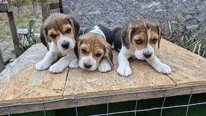 Vand puiuți beagle nascuti in 25 august. - imagine 2