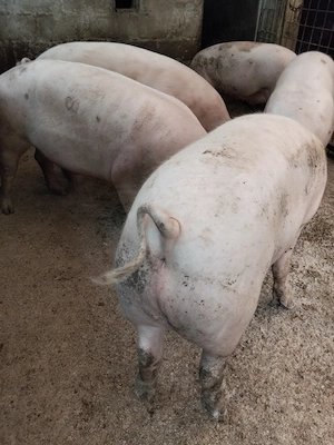 Asigur transport la domicilu clientului