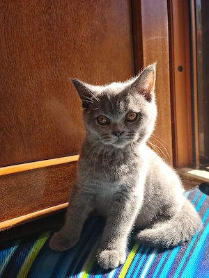 British Shorthair Pisicute - imagine 2