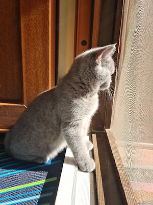 British Shorthair Pisicute - imagine 4