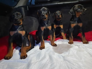Doberman - Canisă Autorizată  - imagine 3