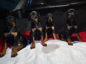 Doberman - Canisă Autorizată  - imagine 4