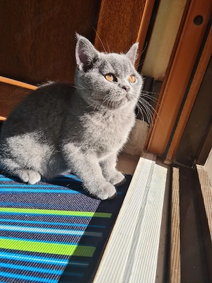 British Shorthair Pisicute