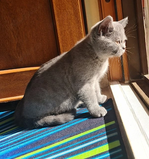 British Shorthair Pisicute - imagine 3