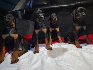 Doberman - Canisă Autorizată  - imagine 3