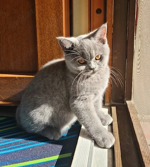 British Shorthair Pisicute - imagine 5