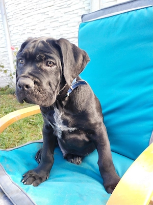 Vând puiuti Cane Corso vârsta 2 luni - imagine 3