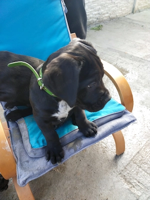 Vând puiuti Cane Corso vârsta 2 luni