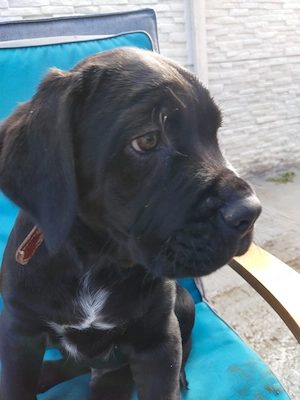 Vând puiuti Cane Corso vârsta 2 luni - imagine 2