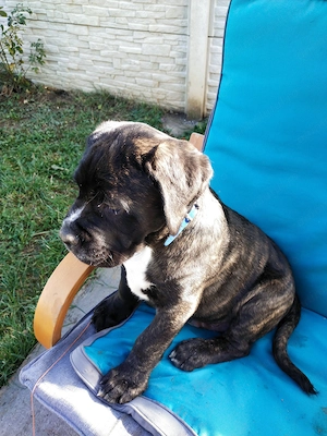 Vând puiuti Cane Corso vârsta 2 luni - imagine 4