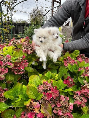Pomeranian minitoy  - imagine 4