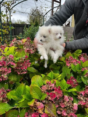 Pomeranian minitoy  - imagine 3
