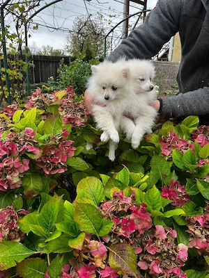 Pomeranian minitoy 