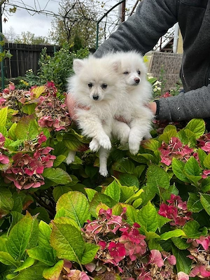 Pomeranian minitoy  - imagine 2
