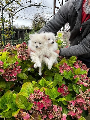 Pomeranian minitoy  - imagine 5