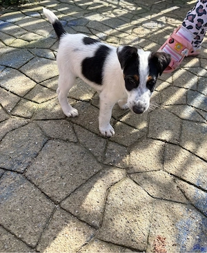 foxterrier fox terrier par neted  - imagine 2