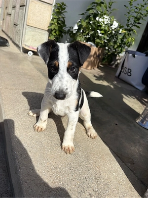 foxterrier fox terrier par neted  - imagine 4