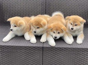 Akita Inu Japonez - Canisă Autorizată  - imagine 2