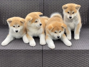 Akita Inu Japonez - Canisă Autorizată 