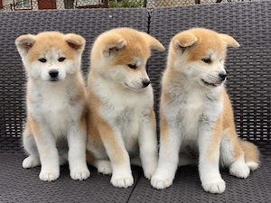 Akita Inu Japonez - Canisă Autorizată  - imagine 3