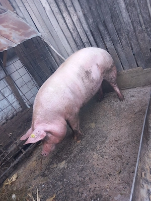 Vând porc 180kg