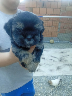 O mica gasca de Shit-zu adorabili sunt gata sa va cucereasca inimile, 3masculi! - imagine 3
