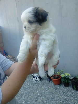 O mica gasca de Shit-zu adorabili sunt gata sa va cucereasca inimile, 3masculi! - imagine 4