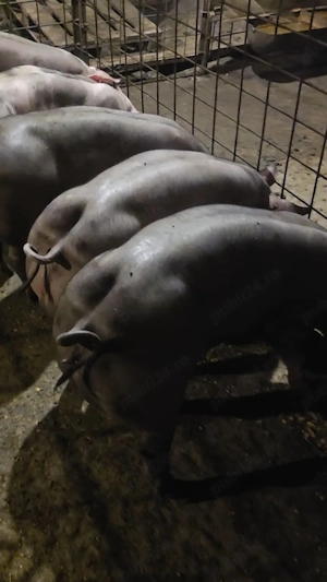 Disponibili Grasuni de reproductie 30-70kg Pietrain Belgian Pur Calitate 100%(grasuni ,porci,purcei)