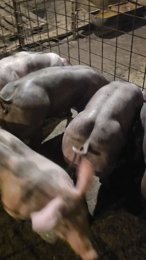 Disponibili Grasuni de reproductie 30-70kg Pietrain Belgian Pur Calitate 100%(grasuni ,porci,purcei) - imagine 2