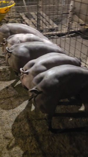 Disponibili Grasuni de reproductie 30-70kg Pietrain Belgian Pur Calitate 100%(grasuni ,porci,purcei) - imagine 3