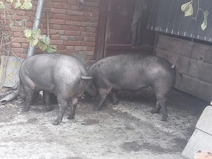 Vând porci de carne  - imagine 2
