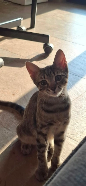 Pui pisică 7 luni   Pisicuță blândă și iubitoare   Sterilizată   Adopție în București    Athena