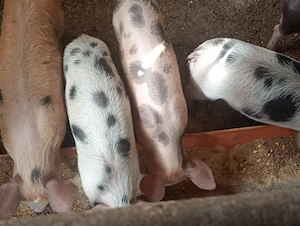 5 purcei de vânzare 10 săpt  - imagine 4
