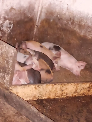 5 purcei de vânzare 10 săpt 
