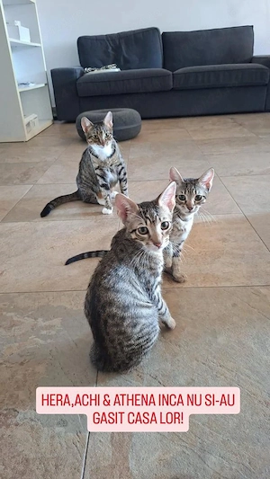 Pui pisică 7 luni   Pisicuță blândă și iubitoare   Sterilizată   Adopție în București    Athena - imagine 4