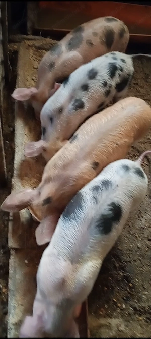 5 purcei de vânzare 10 săpt  - imagine 2