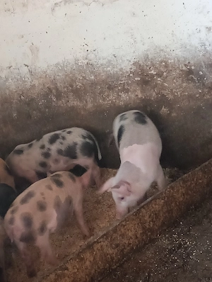 5 purcei de vânzare 10 săpt  - imagine 3